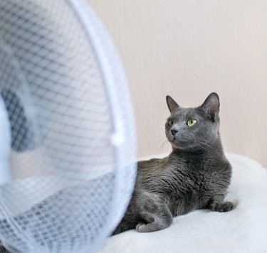 夏に猫を涼しく保つ方法 