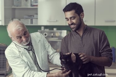 Como cuidar de um gato idoso