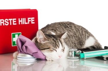 Как сделать аптечку для кошки