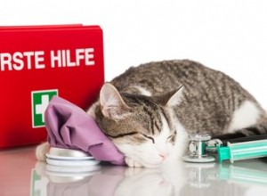 Hur man gör ett första hjälpen-kit till din katt