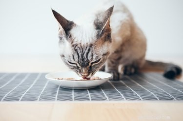 Os melhores alimentos úmidos para gatos