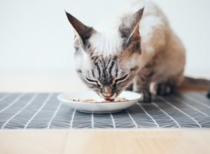 Nejlepší vlhké krmivo pro kočky