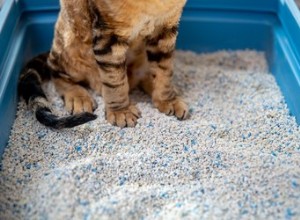Por que os gatos precisam de caixas de areia?