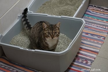 Por que os gatos precisam de caixas de areia?