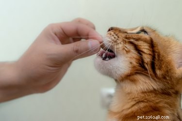 Você pode dar petiscos para gatinhos?