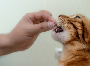 Você pode dar petiscos para gatinhos?