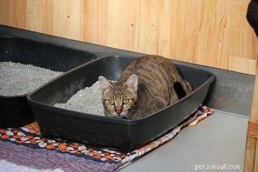 Os gatos podem compartilhar uma caixa de areia?