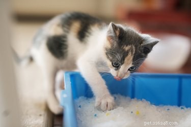 Os gatos podem compartilhar uma caixa de areia?