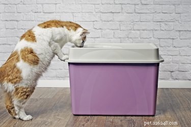 猫はトイレを共有できますか？ 