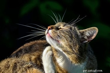 Nejlepší přípravky na prevenci blech pro kočky