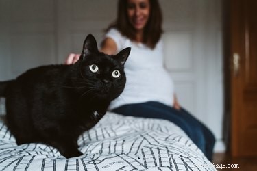 Могу ли я гладить кошек, если я беременна?