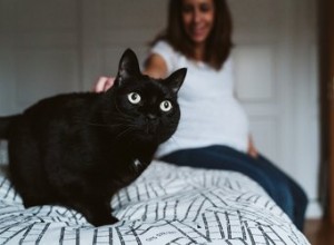 Posso acariciar gatos se estiver grávida?