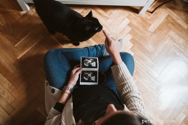임신한 경우 고양이를 키울 수 있습니까?
