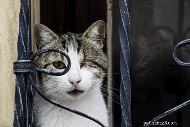 目の見えない猫や耳が聞こえない猫の世話をする方法 