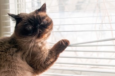 Hoe zorg je voor een blinde of dove kat