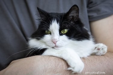 Имеет ли мурлыканье лечебную силу для кошек?