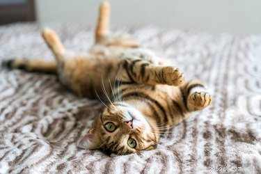 Le ronronnement a-t-il des pouvoirs de guérison pour les chats ?