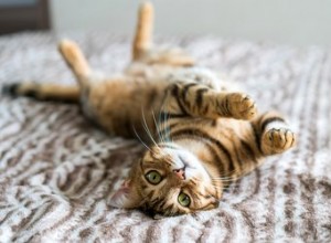 Har spinnande läkande krafter för katter?