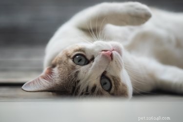 喉を鳴らすことは猫に癒しの力を持っていますか？ 