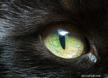 O que causa cores de olhos diferentes em gatos?