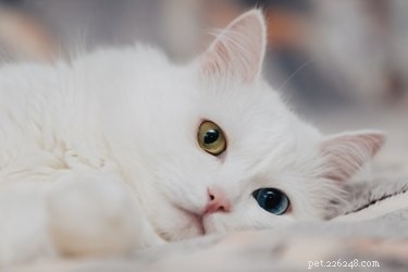Что вызывает разный цвет глаз у кошек?