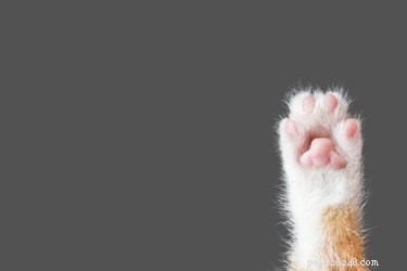 고양이 발을 청소해야 합니까?