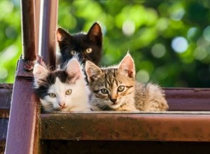 Как поддерживать чистоту в доме, где живут несколько кошек?