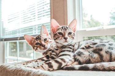Jak udržím domácnost s více kočkami v čistotě?