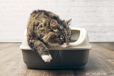 Как поддерживать чистоту в доме, где живут несколько кошек?