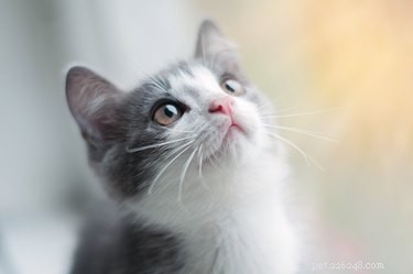 Quando os gatinhos abrem os olhos?