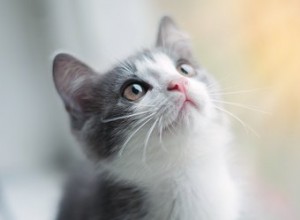 Kdy koťata otevírají oči?