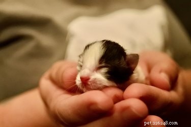 Est-il sécuritaire de toucher les chatons nouveau-nés ?
