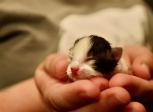 Är det säkert att röra vid nyfödda kattungar?