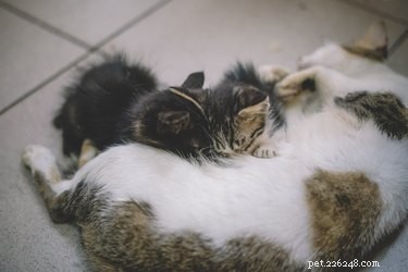 Är det säkert att röra vid nyfödda kattungar?