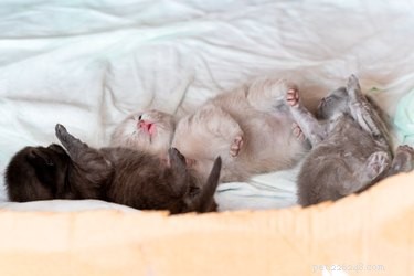 Est-il sécuritaire de toucher les chatons nouveau-nés ?