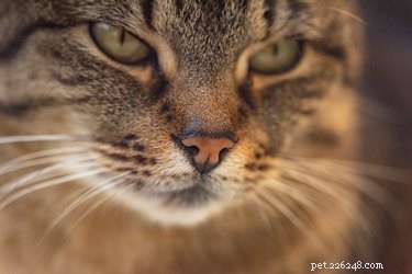 11 fatti affascinanti sui baffi del tuo gatto