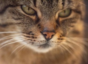 고양이 수염에 관한 11가지 흥미로운 사실