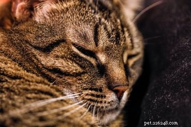 고양이 수염에 관한 11가지 흥미로운 사실