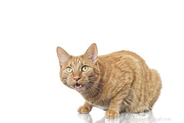 11 увлекательных фактов о кошачьих усах