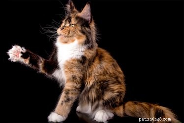 11 fatti affascinanti sui baffi del tuo gatto