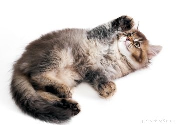 8 увлекательных фактов о когтях ваших кошек