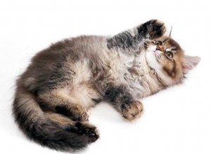 8 fascinujících faktů o vašich kočičích drápech