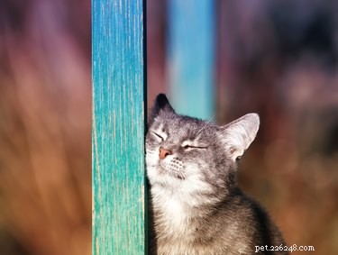 8 увлекательных фактов о когтях ваших кошек