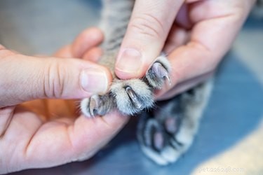 あなたの猫の爪についての8つの魅力的な事実 