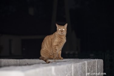 Perché gli occhi di gatto sono riflessi di notte?