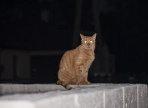 Perché gli occhi di gatto sono riflessi di notte?