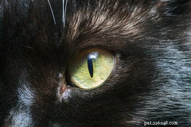Waarom reflecteren kattenogen  s nachts?