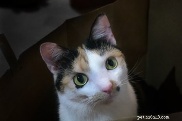Por que os olhos dos gatos refletem à noite?
