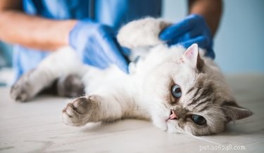 Il mio gatto può prendere il mio raffreddore?