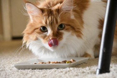 Moeten katten vis eten?